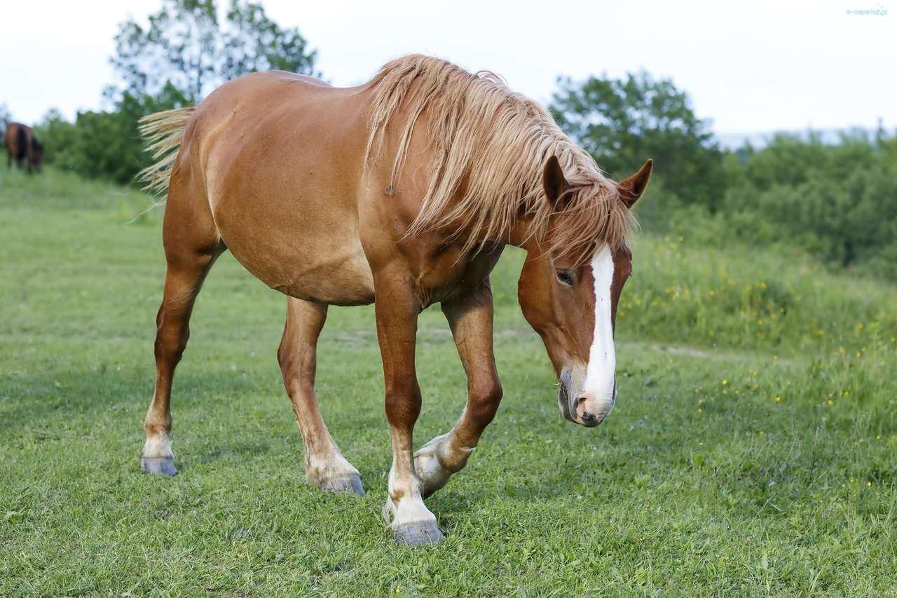 Um cavalo em um prado puzzle online