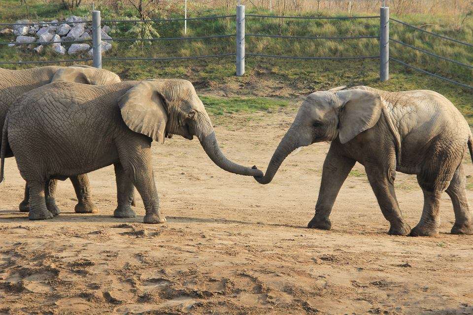 Два слона пазл онлайн