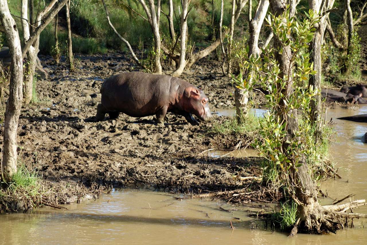 Jeune hippopotame puzzle en ligne