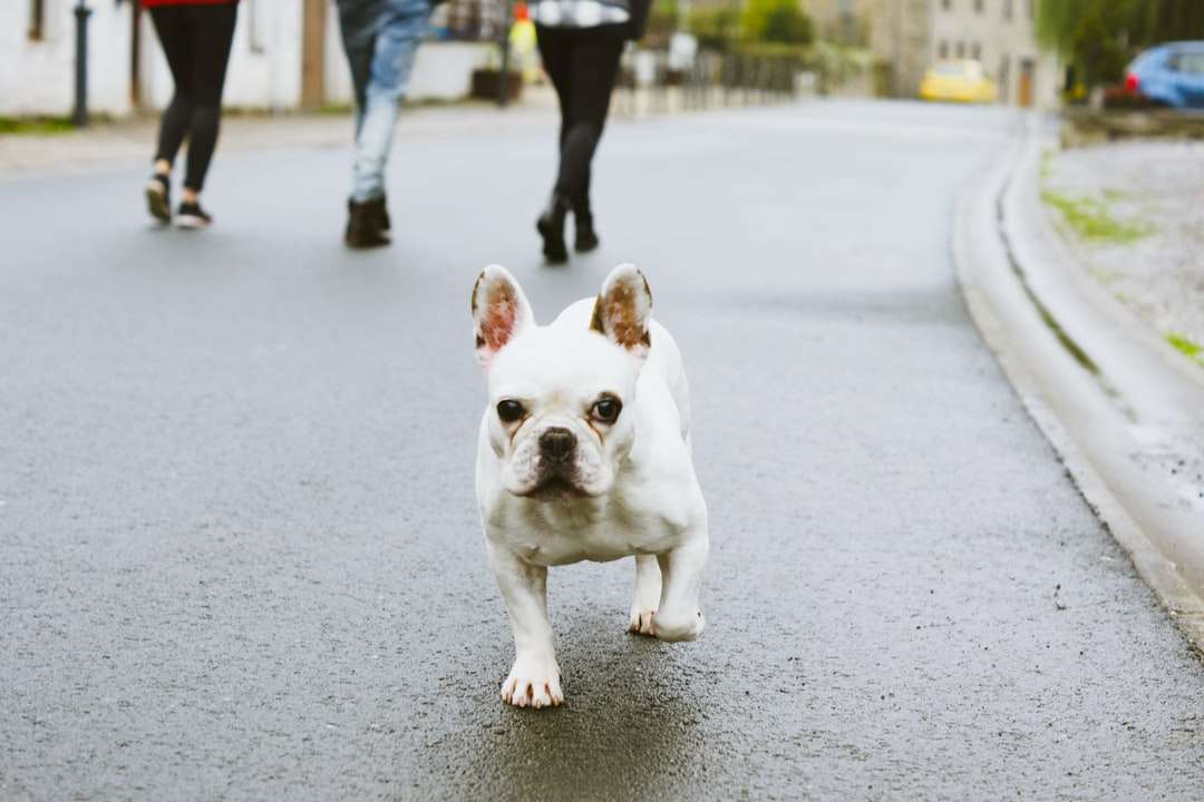 white and brown french bulldog puppy on gray concrete road jigsaw puzzle online