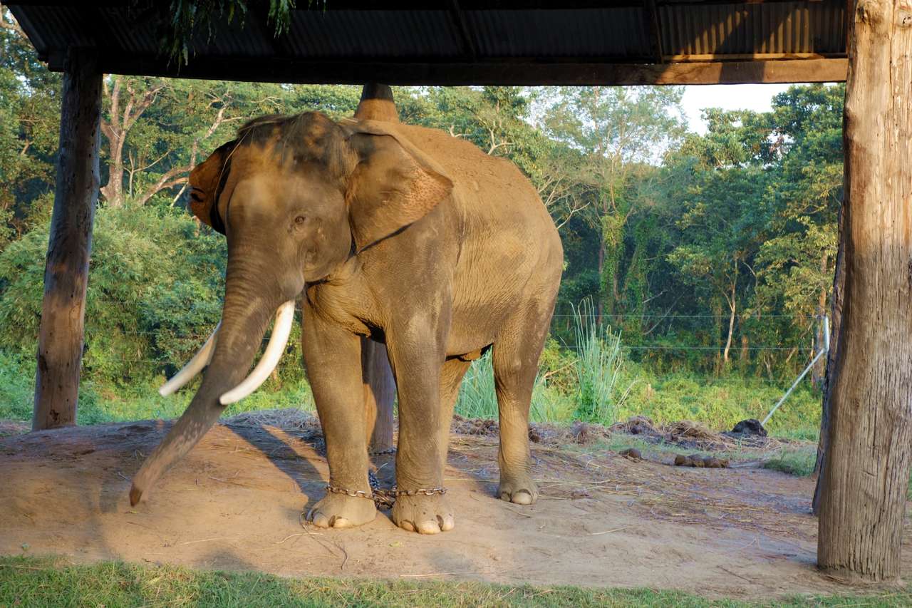Indiase olifant legpuzzel online