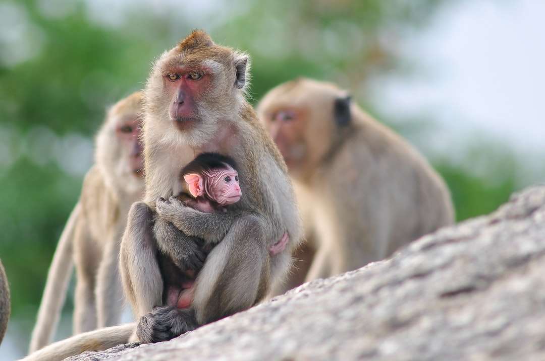 Καφέ μαϊμού στο κλαδί δέντρου κατά τη διάρκεια της ημέρας online παζλ