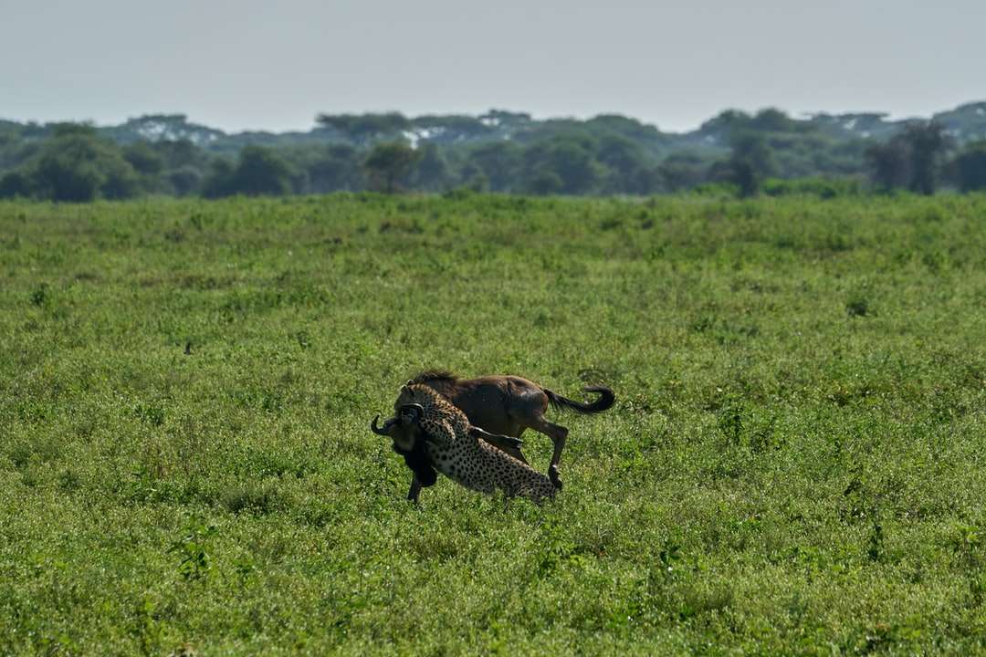 коричневий і чорний гепард на зеленій траві поля в денний час пазл онлайн