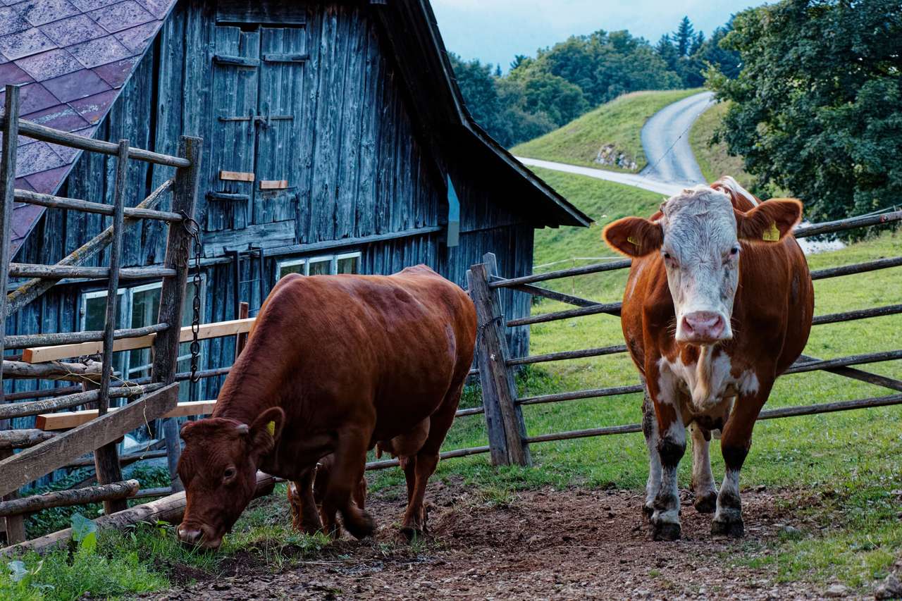 Krávy na stodole online puzzle