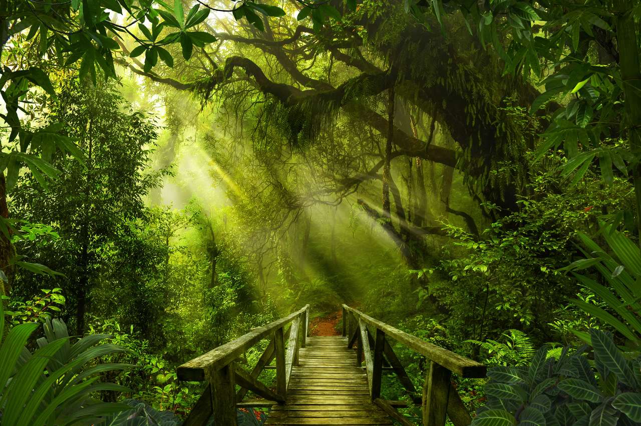 het regenwoud legpuzzel online