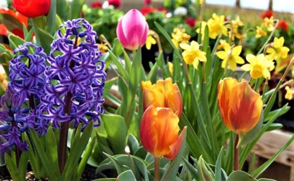 Flores da primavera quebra-cabeças online