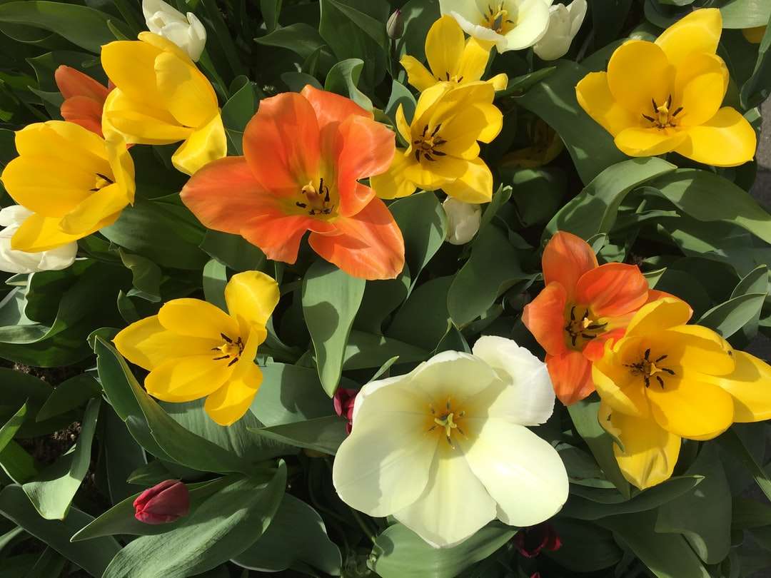 Žluté a červené květy během dne skládačky online