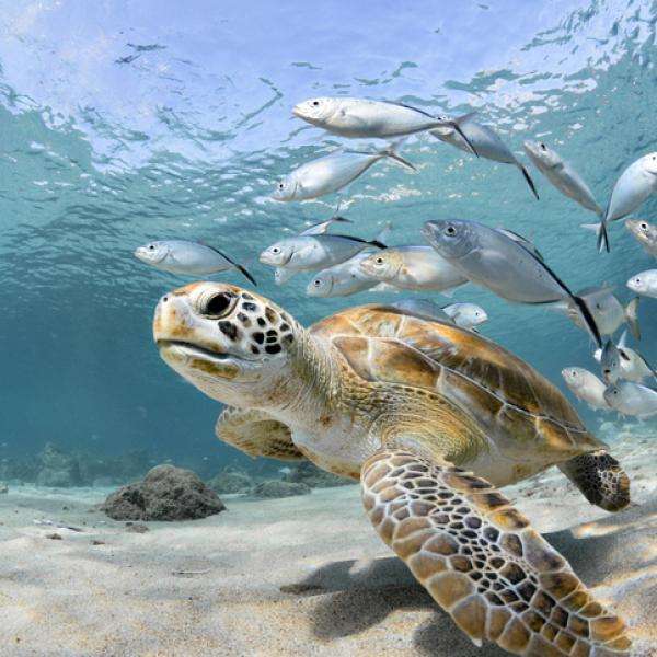 Havssköldpadda Pussel online