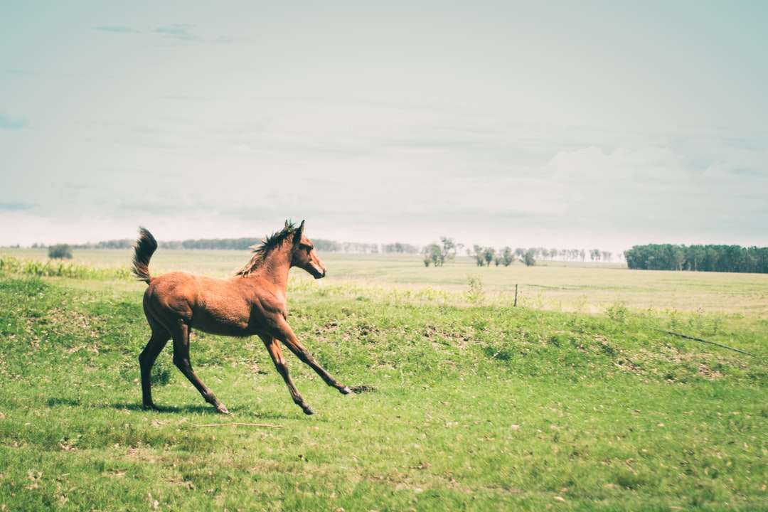 昼間の緑の芝生のフィールドに茶色の馬 ジグソーパズルオンライン