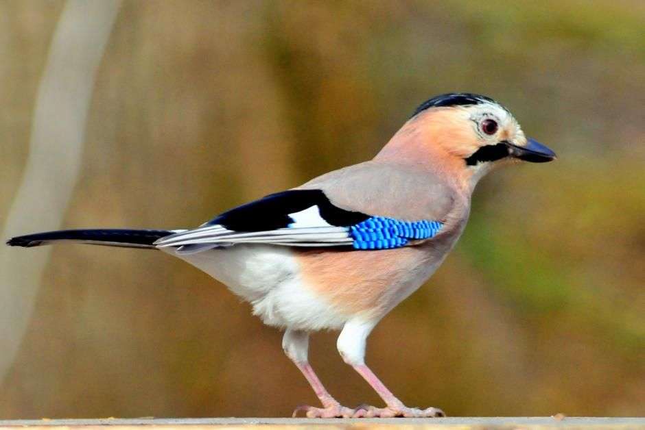 Цветна птица онлайн пъзел