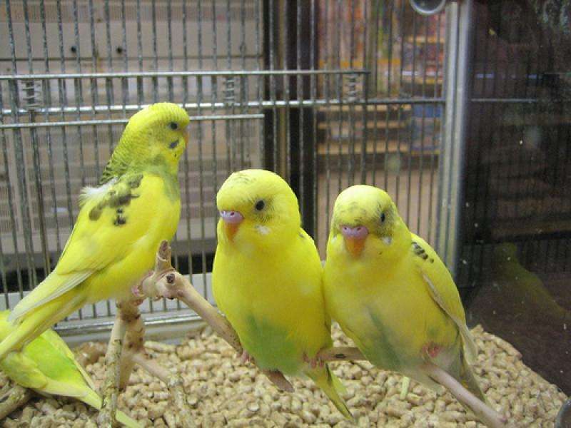 Gula fåglar i en bur Pussel online
