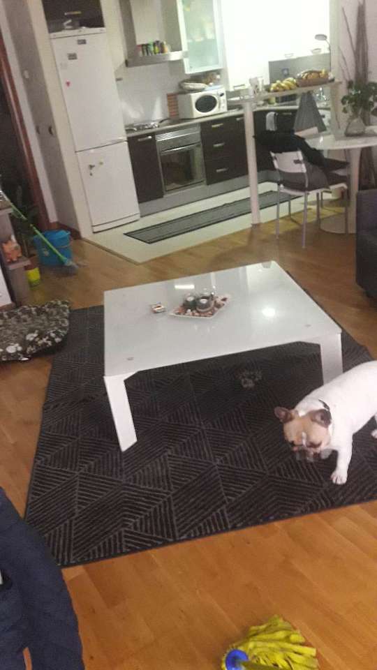 Francia bulldog a konyhában online puzzle