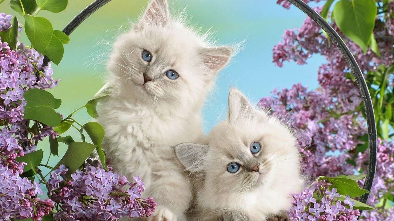 милі коти у квітах пазл онлайн