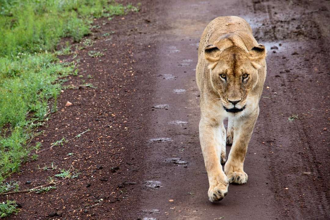 Lionne brune marchant sur une route de béton grise pendant la journée puzzle en ligne