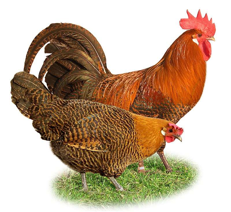 Скоба (порода пиле) онлайн пъзел