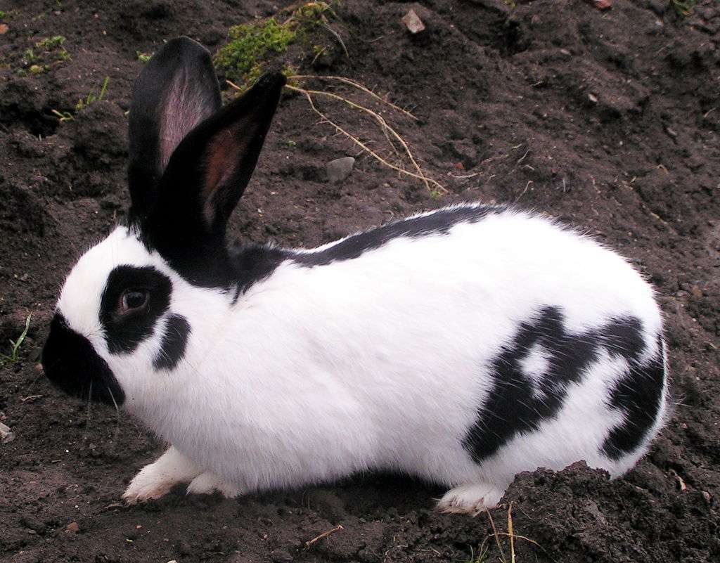 Гигантский мясной кролик онлайн-пазл