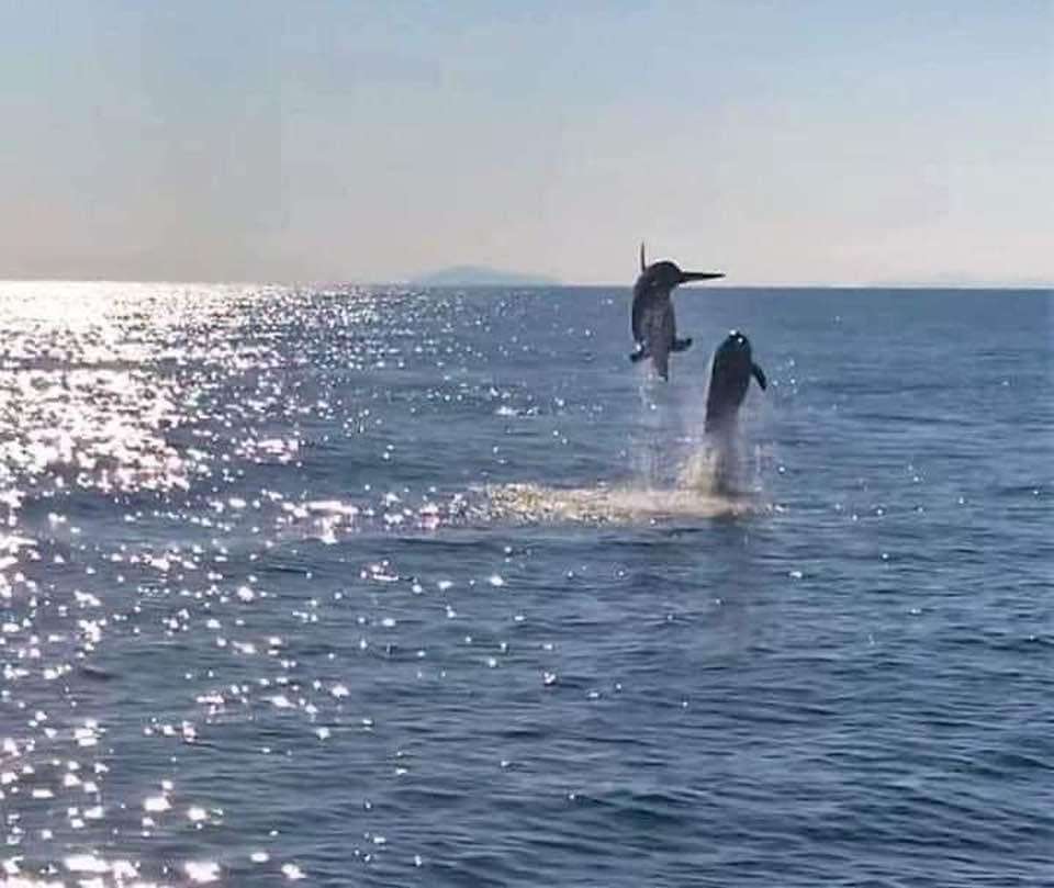 Делфини Неапол Италия онлайн пъзел