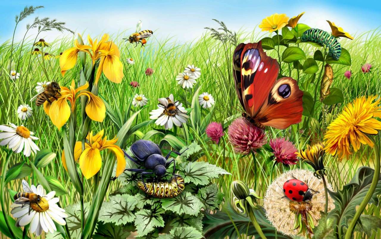 Wildlife: Insectes. jigsaw puzzle online