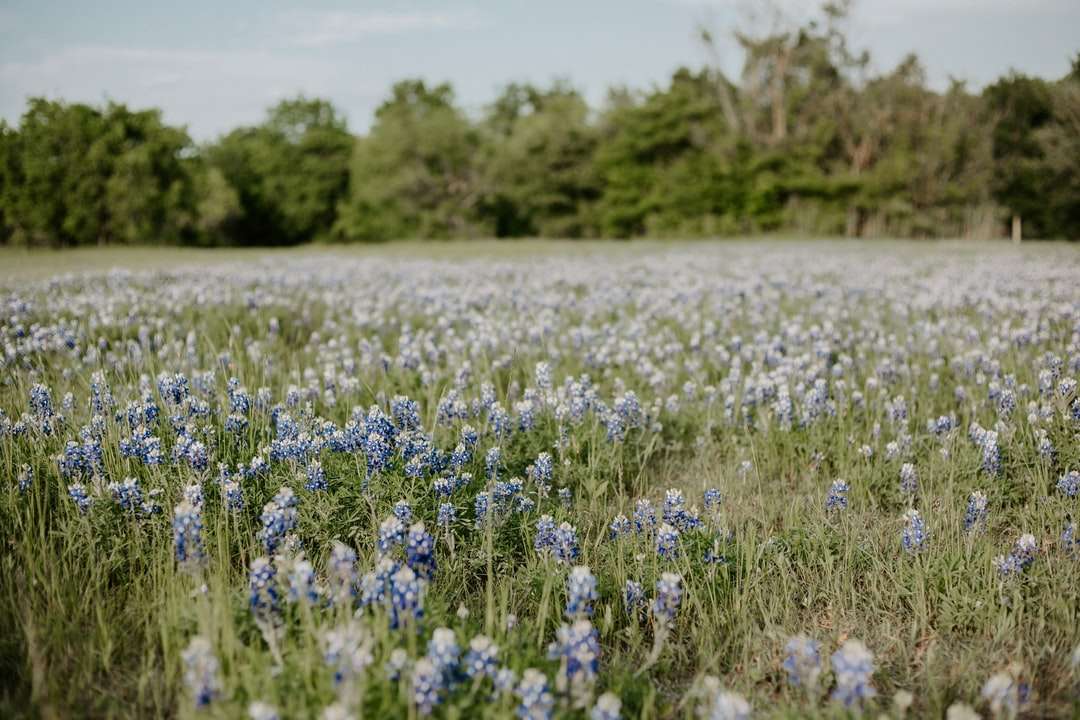 fialové květinové pole během dne skládačky online