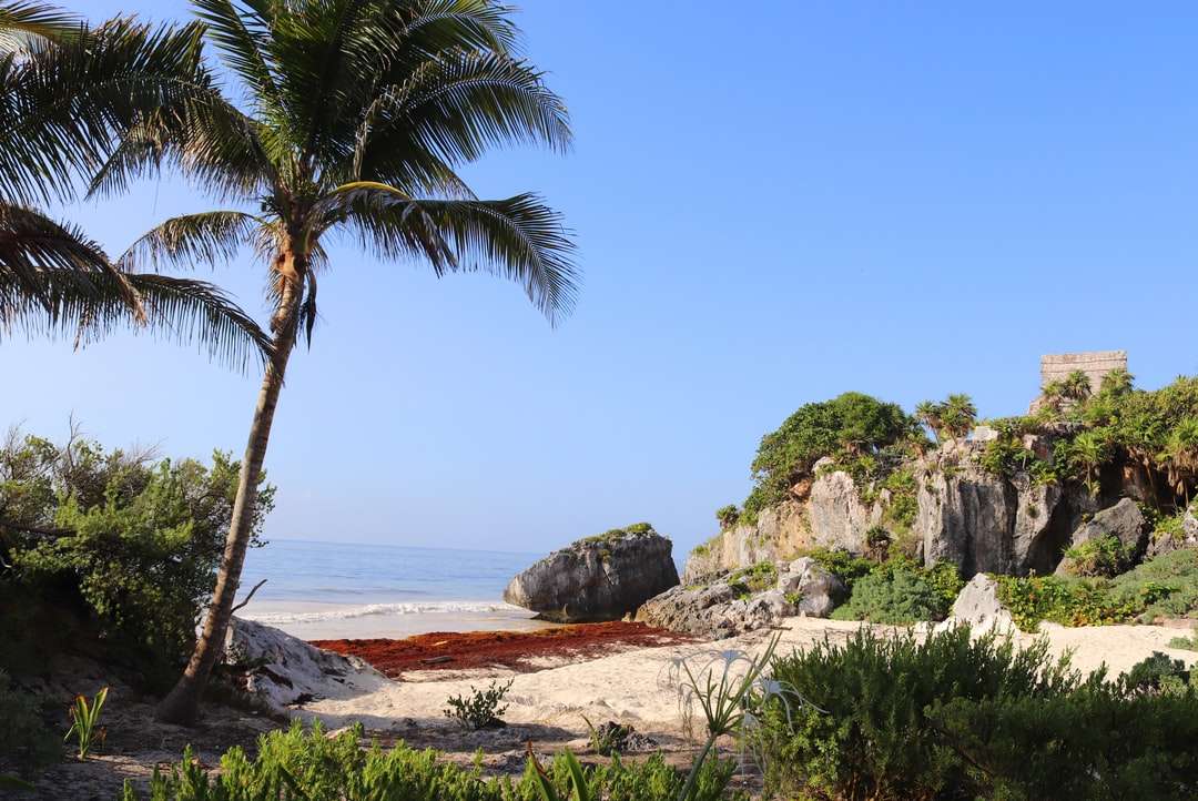 Palm de palmier verde pe nisip maro lângă corpul de apă jigsaw puzzle online