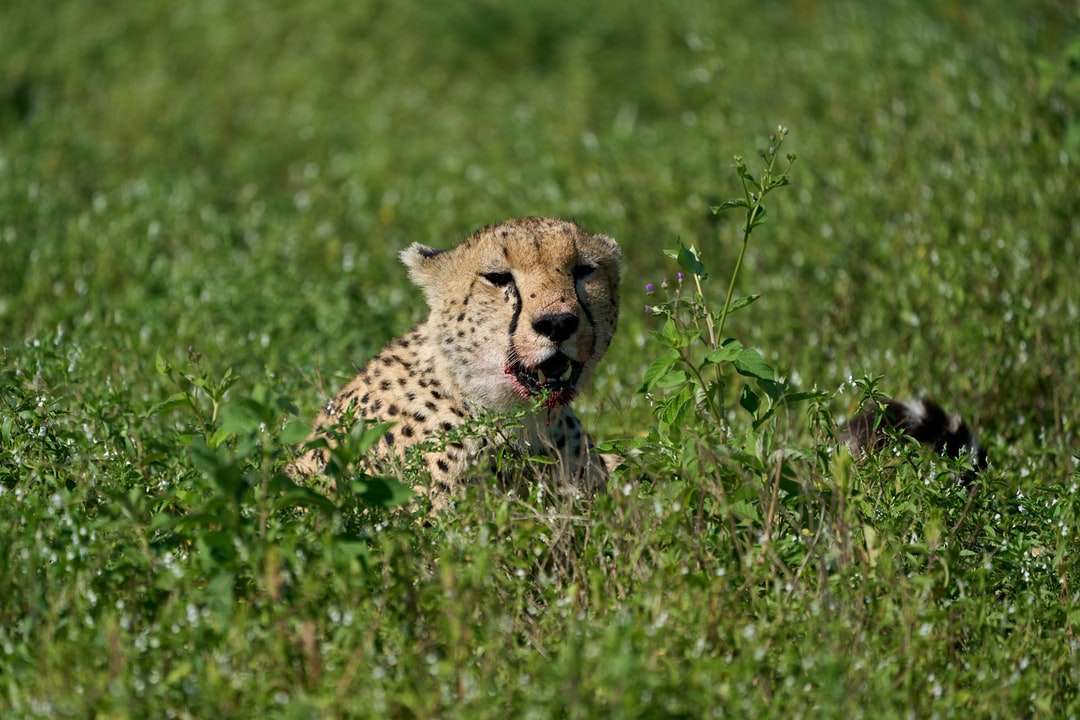 Gepard auf grüner Grasfeld tagsüber Online-Puzzle