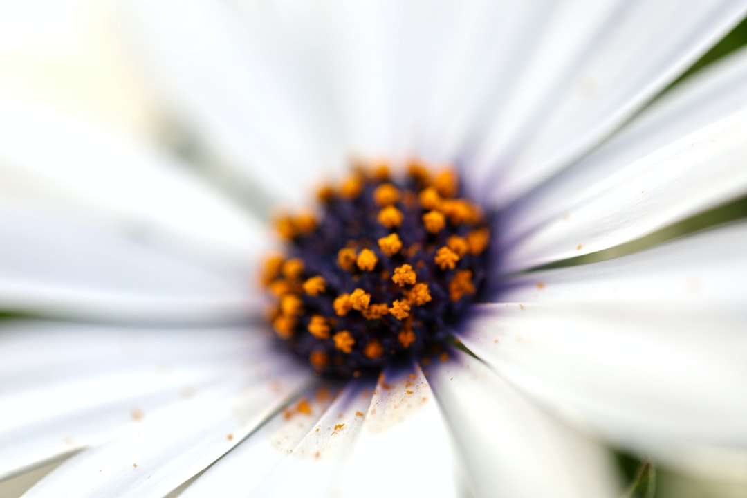 Λευκό και κίτρινο λουλούδι μαργαρίτα online παζλ