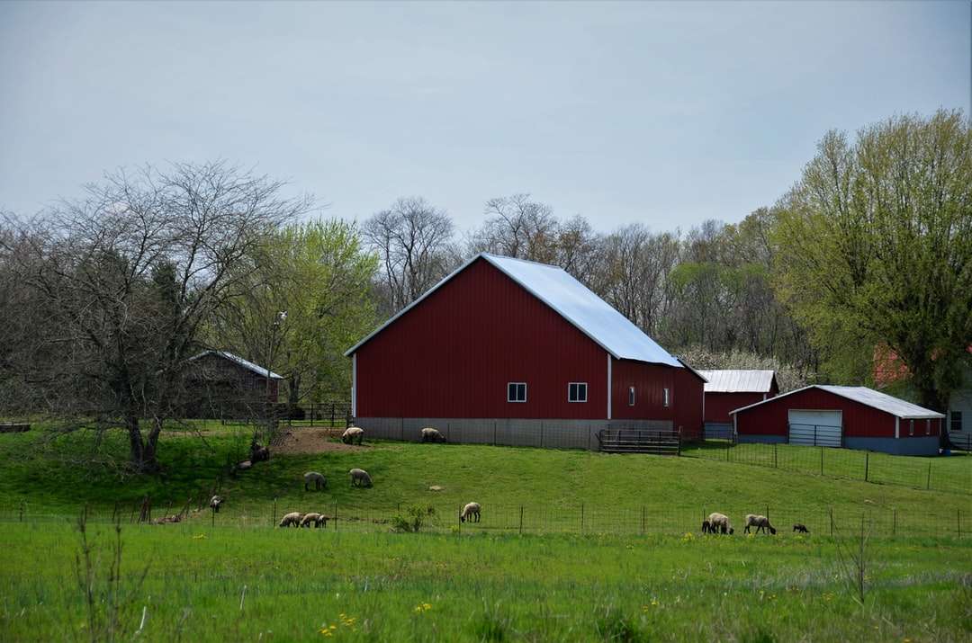 Casa de granero roja en campo de hierba verde debajo de las nubes blancas rompecabezas en línea