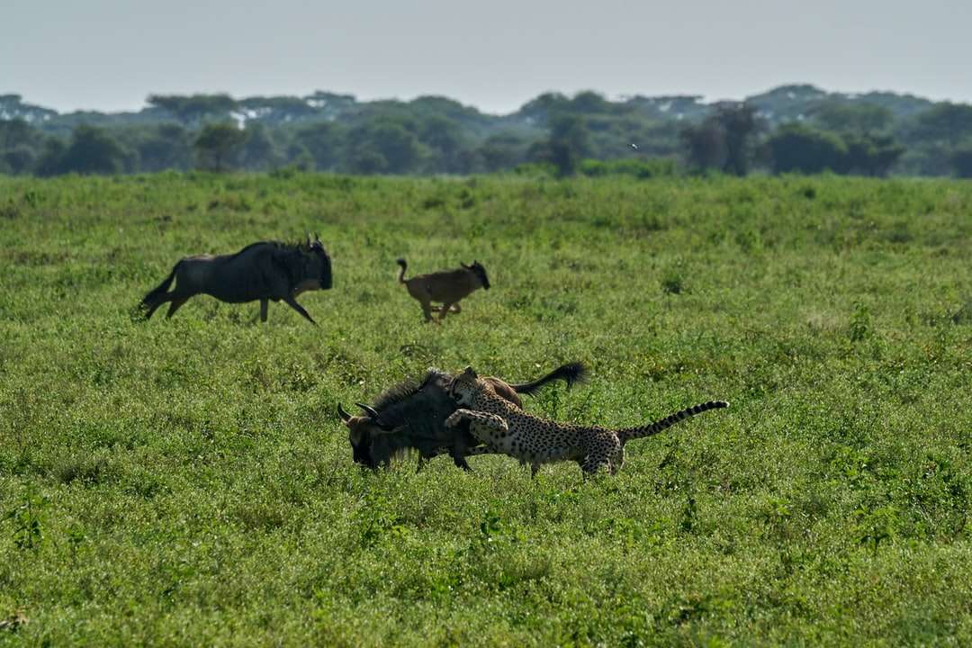коричневий і чорний гепард на зеленій траві поля в денний час онлайн пазл