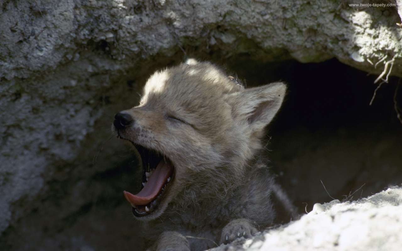 Позіхаючий вовк онлайн пазл