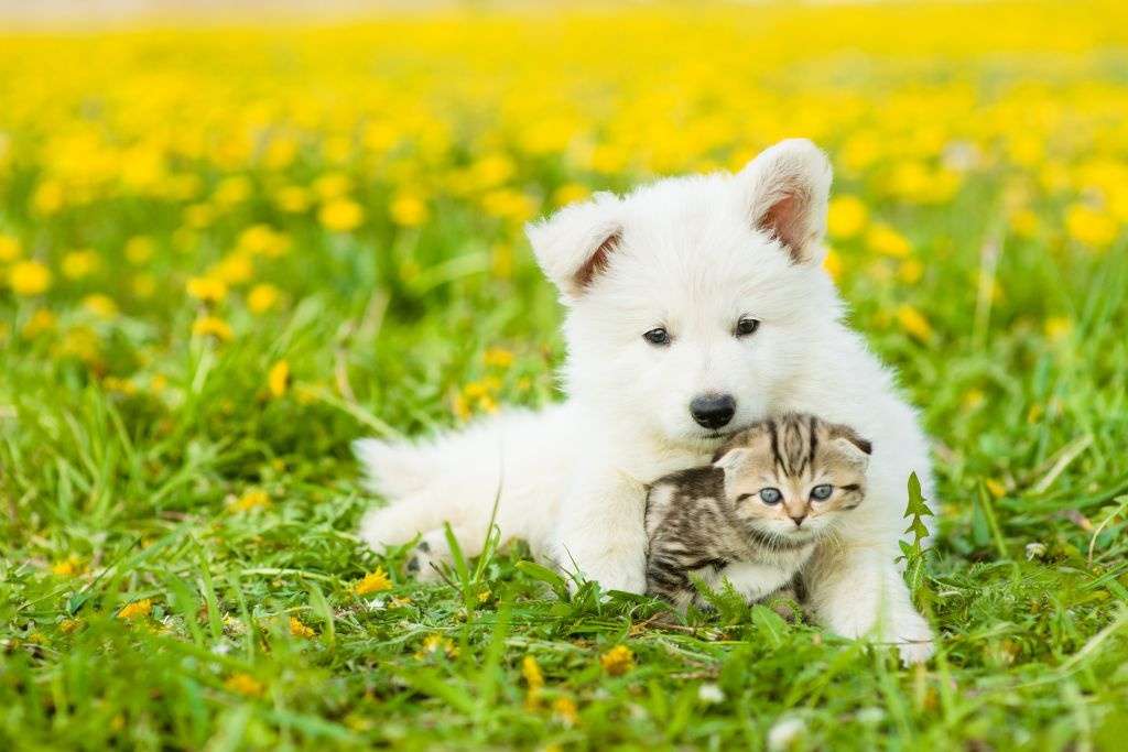 Kattunge och hund # 2 pussel på nätet