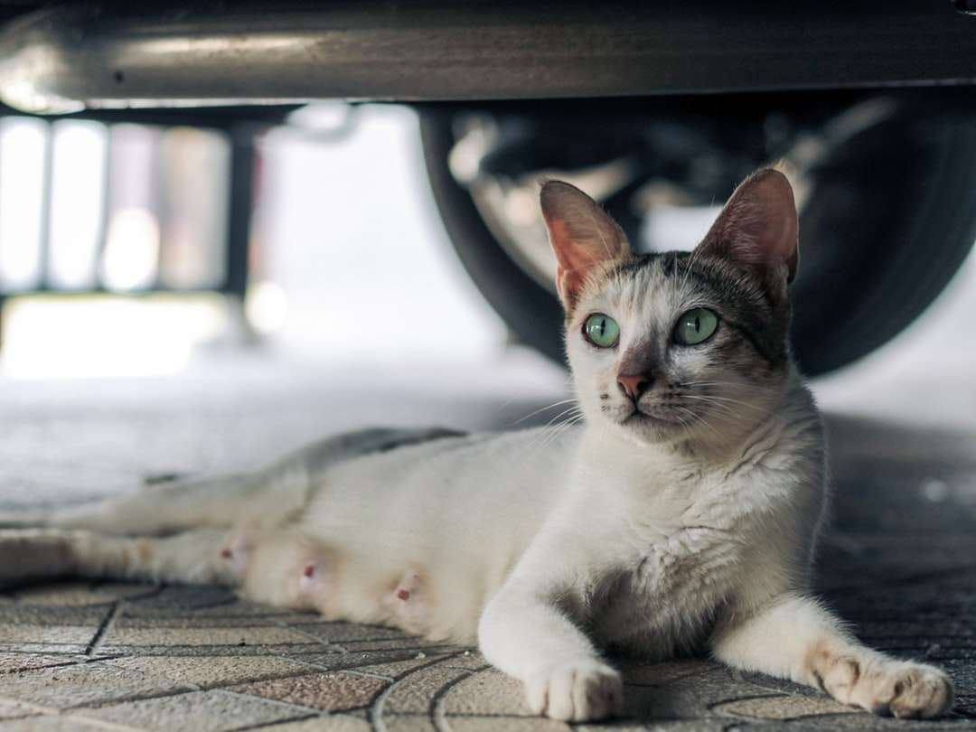 Λευκή και καφέ γάτα που βρίσκεται σε καφέ κλωστοϋφαντουργίας online παζλ