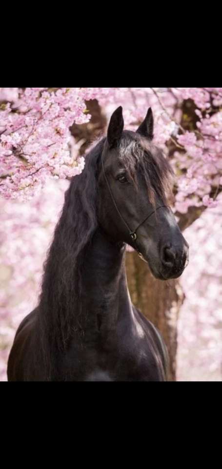 Calul Friesian. puzzle online