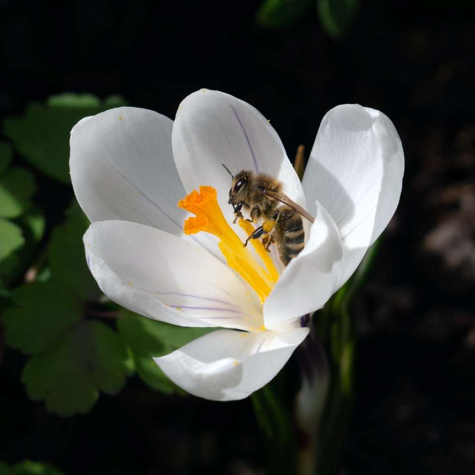 пчела сидит на цветке с белыми лепестками онлайн-пазл