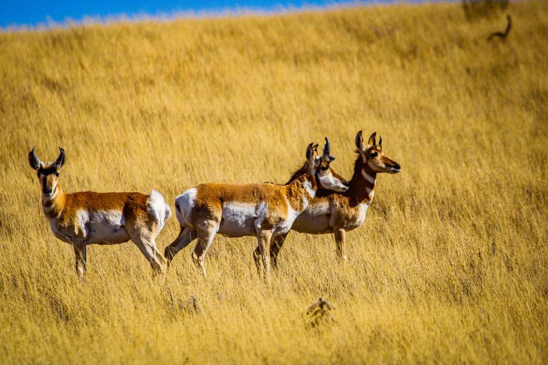 hnědý a bílý jelen na hnědé trávy pole během dne skládačky online