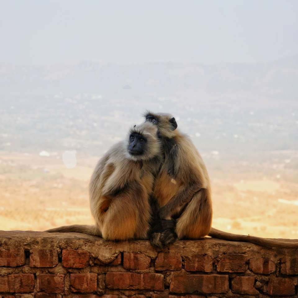 Brauner Affe, der auf braunem Klotz tagszeit sitzt Online-Puzzle