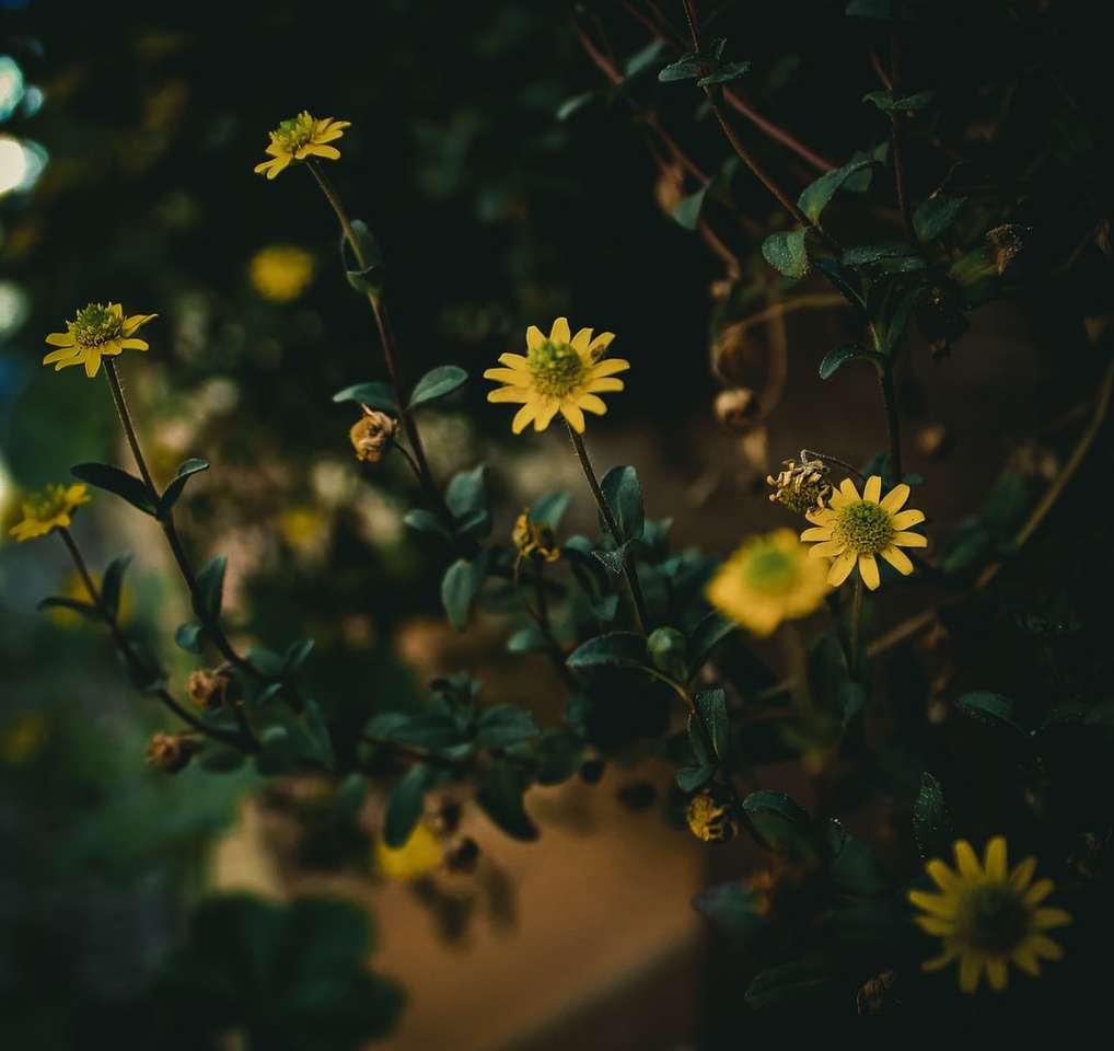 Gelbe Blumen mit grünen Blättern Puzzlespiel online