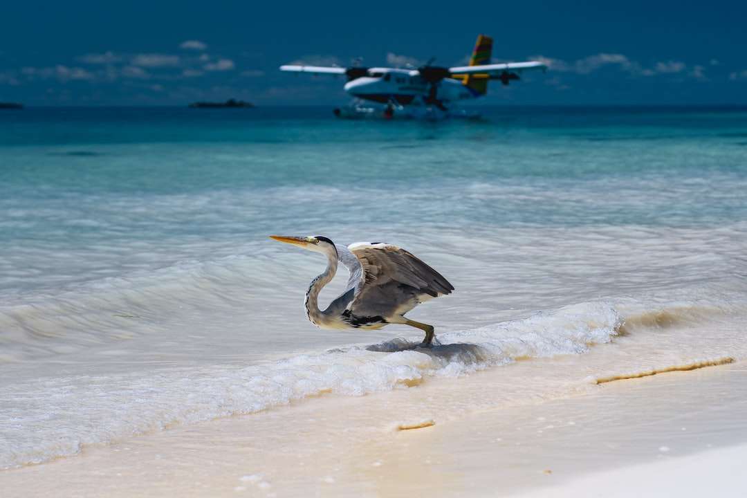 Λευκό και γκρι πουλί που πετούν πάνω από τη θάλασσα κατά τη διάρκεια της ημέρας παζλ online