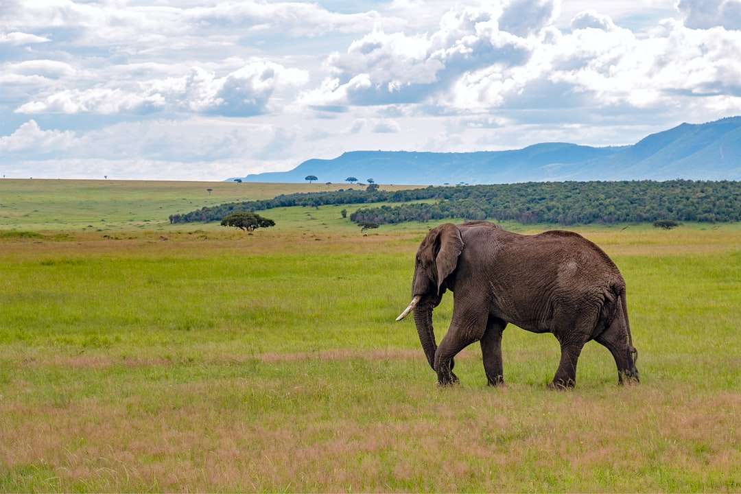 Ελέφαντας στο πράσινο γρασίδι κατά τη διάρκεια της ημέρας παζλ online