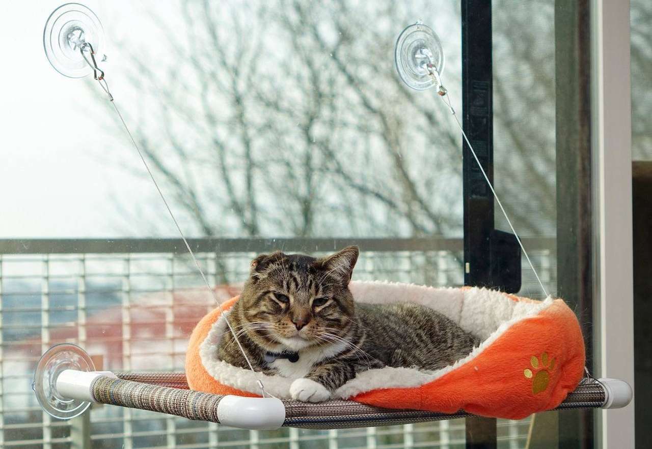 Kočka v okně skládačky online
