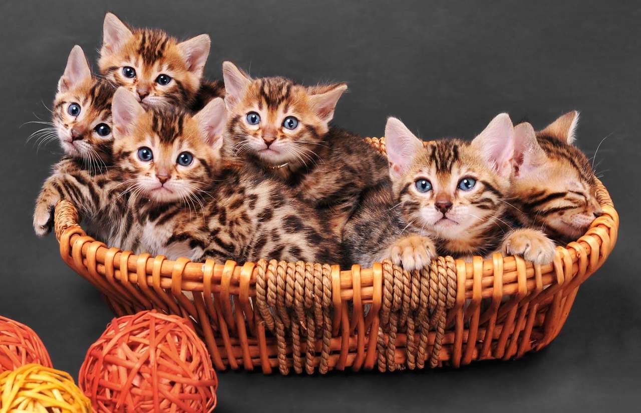 Krásná koťata online puzzle