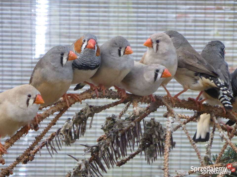 Păsări exotice jigsaw puzzle online