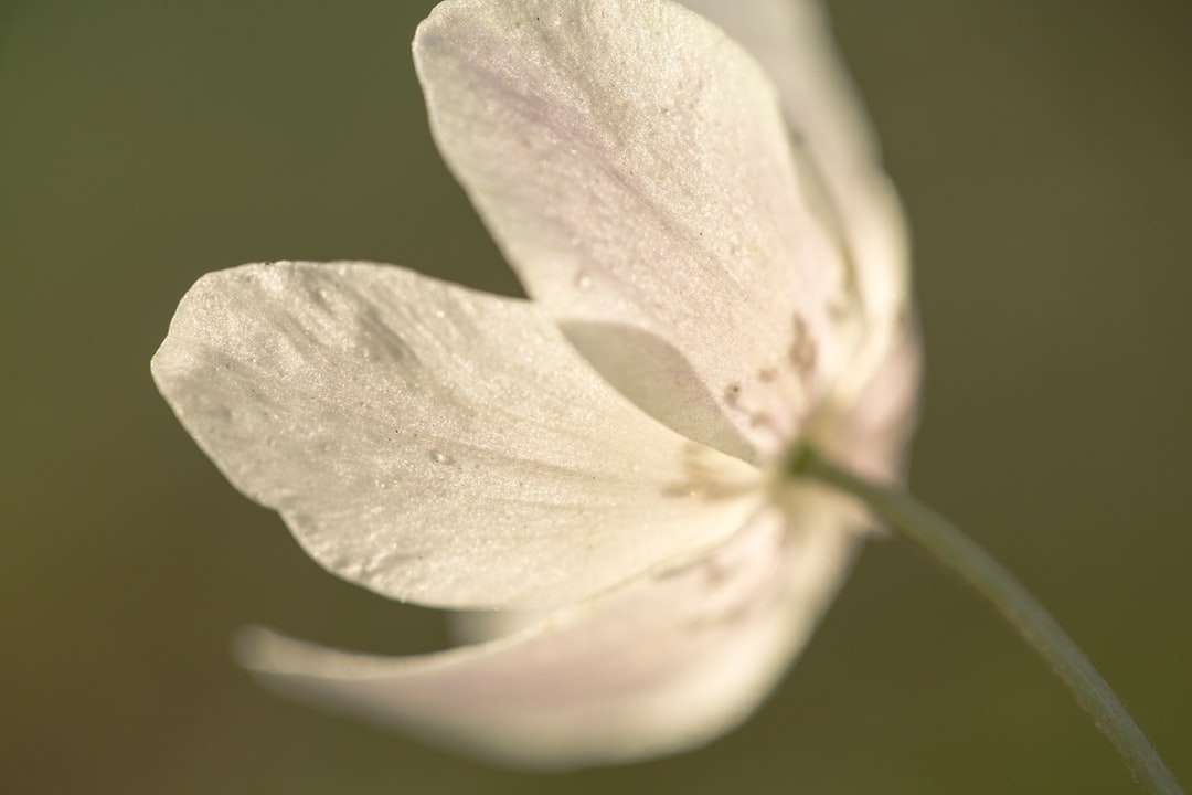 Weiße Blume mit grünen Blättern Online-Puzzle