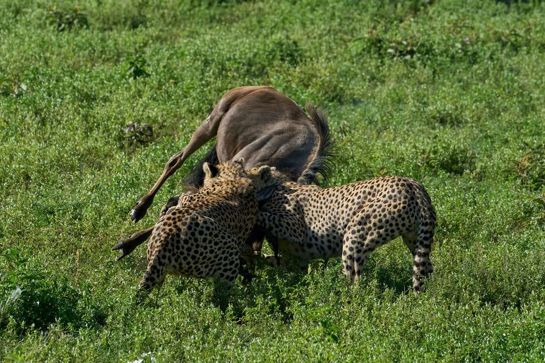 Cheetah brun et noir sur le champ d'herbe verte pendant la journée puzzle en ligne
