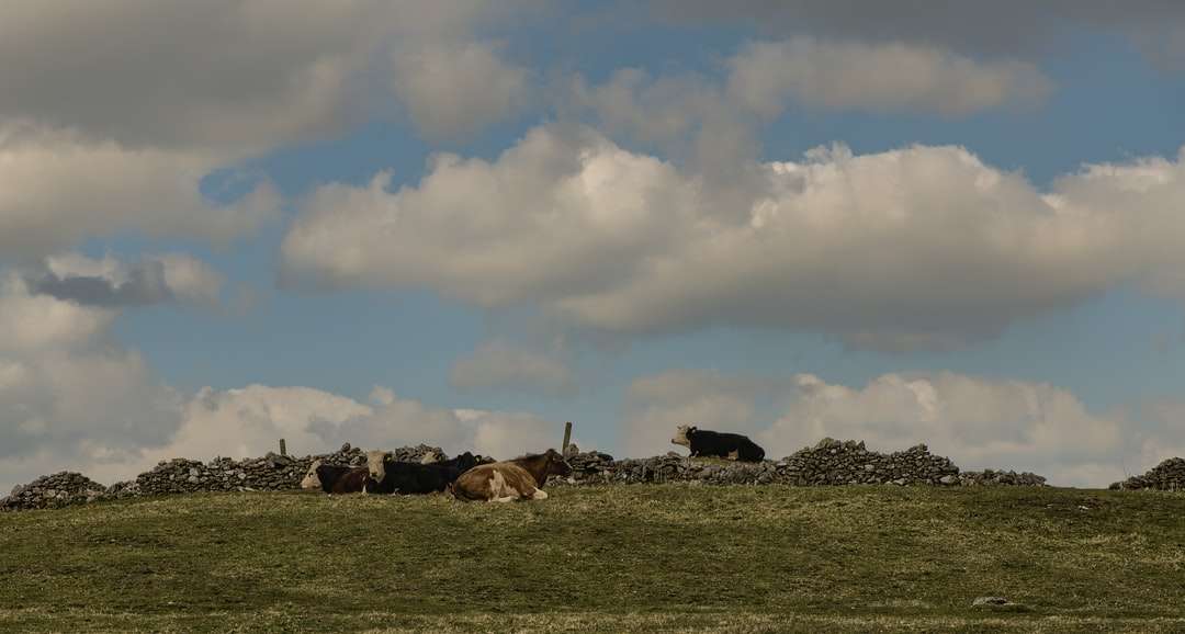 Herd av får på grönt gräs fält under molnig himmel pussel på nätet