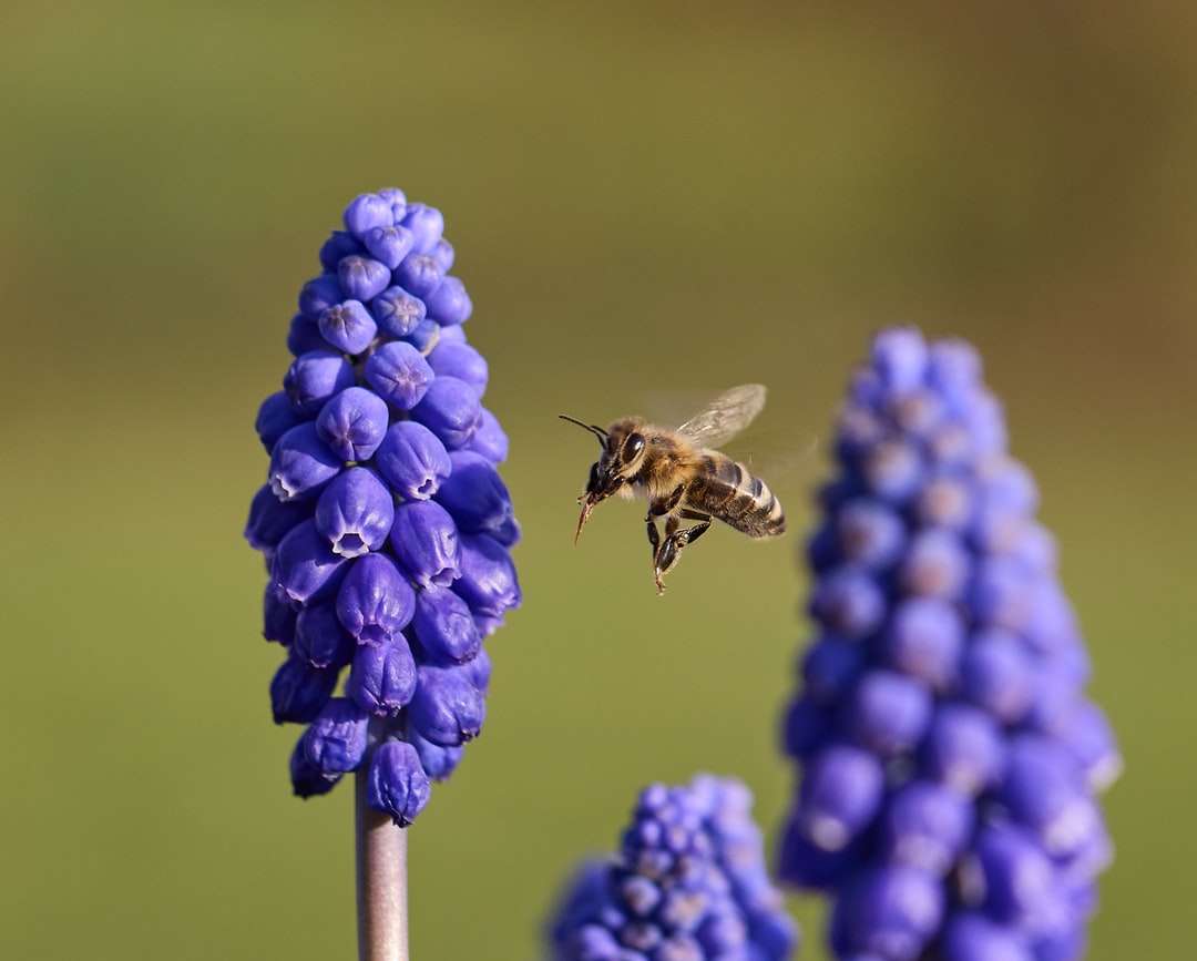 barna és fekete méh kék virágon online puzzle