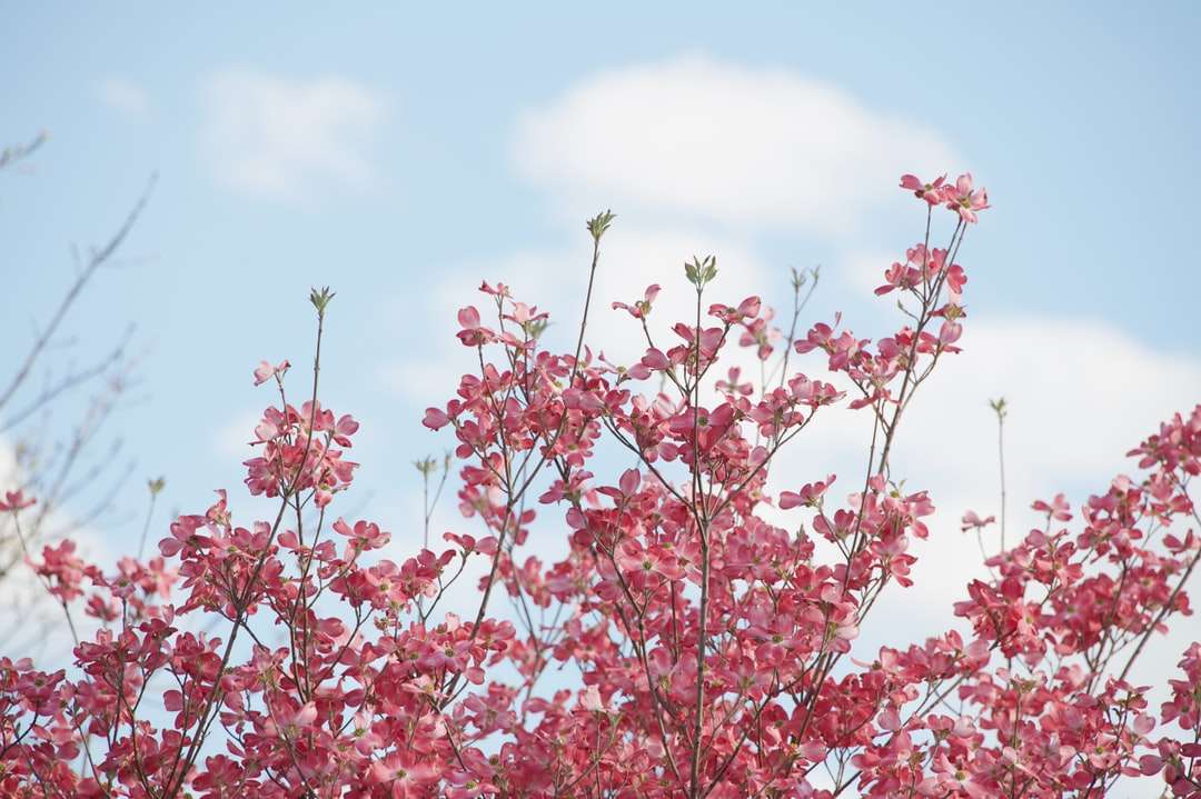Червени цветя под синьо небе през деня онлайн пъзел