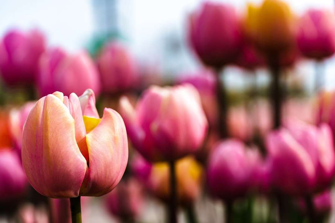 Tulipes roses dans la lentille de changement d'inclinaison puzzle en ligne
