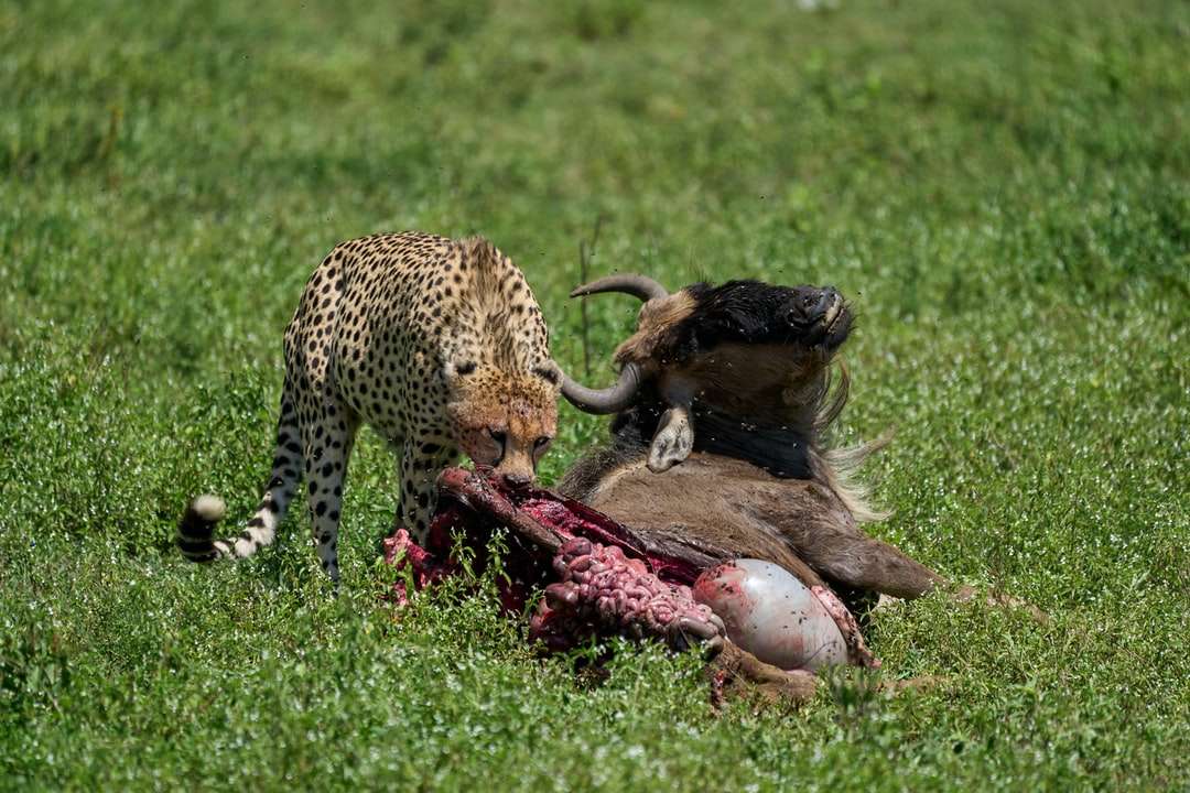 Cheetah marrom e preto deitado no campo de grama verde quebra-cabeças online