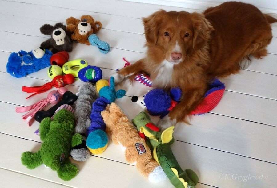 Cão de brinquedo quebra-cabeças online