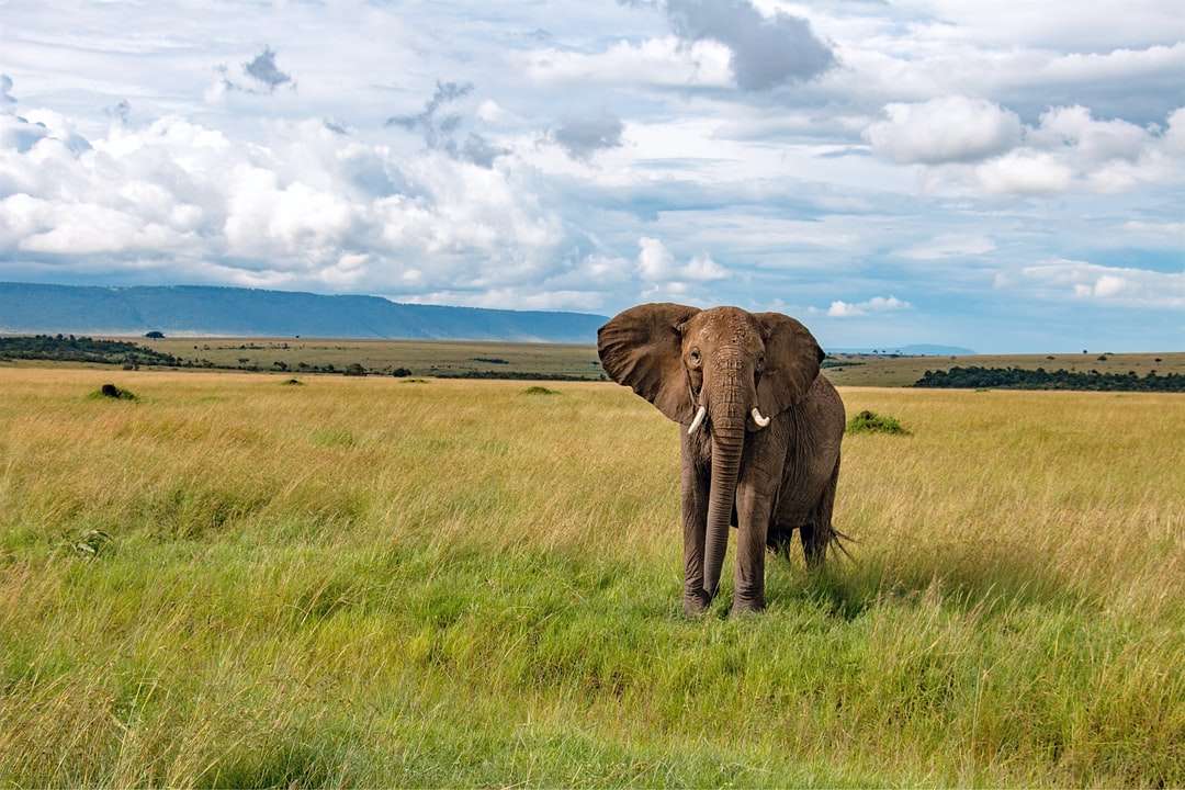 Καφέ ελέφαντα σε πράσινο γρασίδι online παζλ